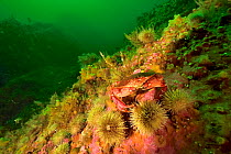 Atlantic / Common rock crab (Cancer irroratus) on the reef in the middle of green sea urchins (Strongylocentrotus droebachiensis) Gulf of Saint Lawrence, Canada