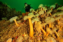 Diver on a reef covered with Plumose anemones (Metridium senile) Gulf of Saint Lawrence, Canada