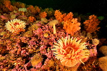 Reef covered with two red Stomphia sea anemones (Stomphia coccinea), with Plumose anemones (Metridium senile), Red soft corals (Eunephthya / Gersemia rubiformis) and Green sea urchins (Strongylocentro...