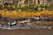 Group of Grey seals (Halichoerus grypus grypus) resting on a rock around Bonaventure Island, Gulf of Saint Lawrence, Canada