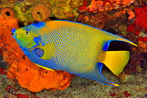 Queen angelfish or blue or golden angelfish (Holacanthus ciliaris) Cozumel Island, Yucatan peninsula, Mexico.