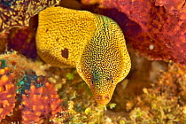 Goldentail moray (Gymnothorax miliaris) Cozumel Island, Yucatan peninsula, Mexico.