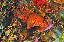 Graysby seabass (Cephalopholis cruentata) on the reef, Yucatan peninsula, Mexico, Caribbean.