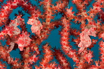 Four Pygmy seahorses (Hippocampus bargibanti) on a Seafan / Gorgonian (Muricella sp. ) including  one or several pregnant males. New Caledonia, Pacific Ocean.