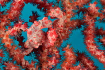 Three Pygmy seahorses (Hippocampus bargibanti) on a  Seafan / Gorgonian (Muricella sp) including  one or several pregnant males. New Caledonia, Pacific Ocean