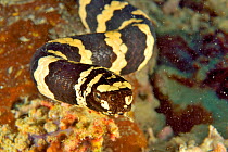 Close-up of a Egg-eating  / Turtleheaded sea snake (Emydocephalus annulatus) with eggs coming out of its mouth, New Caledonia, Pacific Ocean.
