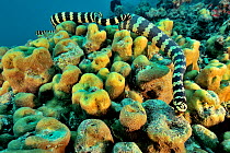Pair of courting Egg-eating sea snakes / Turtleheaded sea snakes (Emydocephalus annulatus) New Caledonia, Pacific Ocean.