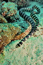 Pair of courting Egg-eating / Turtleheaded sea snakes (Emydocephalus annulatus) New Caledonia, Pacific Ocean.
