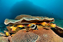 Cup coral (Turbinaria mesenterina) housing Blackblotch or blackspot squirrelfish (Sargocentron melanospilos) and a longfin bannerfish (Heniochus acuminatus), New Caledonia, Pacific Ocean.