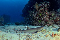 White tip shark (Triaenodon obesus) laying on the sandy bottom, New Caledonia, Pacific Ocean.