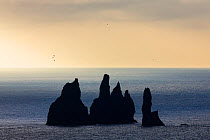 Arctic terns (Sterna paradisaea) figting above the Reynisdrangar rock formation, Iceland