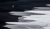 Gull and waves on Reynisfjara, Black Sand Beach, Iceland. May.
