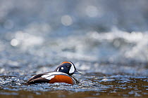 Harlequin duck (Histrionicus histrionicus) male, Iceland