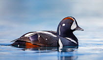 Harlequin duck (Histrionicus histrionicus) Jokulsarlon lake. Iceland 2016