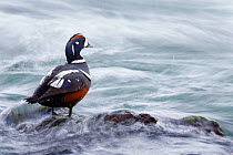 Harlequin duck (Histrionicus histrionicus) in river stream. Myvatn, Iceland. May.
