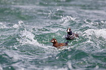 Pair of Harlequin duck (Histrionicus histrionicus) in river stream. Myvatn, Iceland.