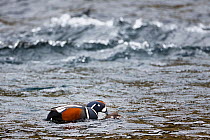 Harlequin duck (Histrionicus histrionicus) male holding female under water as part of copulation. Iceland