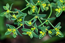Dwarf spurge (Euphorbia exigua), a rare arable plant in Surrey.  Langley Vale Wood, Surrey, England, August.
