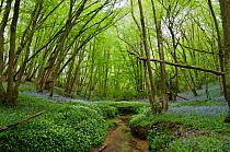 Ramsons or Wild Garlic (Allium ursinum) and Bluebells (Hyacinthoides non-scriptus) growing alongside Welland Ghyll, Glover&#39;s Wood Woodland Trust reserve, Charlwood, Surrey, England. April.
