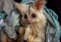 Alice Roser, worker at Currumbin Wildlife Sanctuary feeding Greater glider (Petauroides volans) &#39;Grevillea&#39; female, nectar via syringe. Captive animal reared from baby, this glider was rescue...