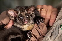 Greater glider (Petauroides volans) female age 7 months, held by her keeper, Alice Roser. This glider is the offspring of two adults which were rescued as babies. Currumbin Wildlife Sanctuary  Currum...