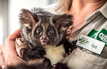 Greater glider (Petauroides volans) female age 7 months, held by her keeper, Alice Roser. This glider is the offspring of two adults which were rescued as babies. Currumbin Wildlife Sanctuary  Currum...