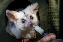 Portrait of a female Greater glider (Petauroides volans) 'Grevillea' in a nest box fed nectar via a syringe by her keeper.Captive animal reared from baby, this glider was rescued when trees...