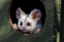 Portrait of a female Greater glider (Petauroides volans) 'Grevillea' in a nest box. Captive animal reared from baby, this glider was rescued when trees were cut down in mining operation. Now...
