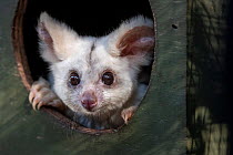 Portrait of a female Greater glider (Petauroides volans) 'Grevillea' peering out of nest box, Captive animal reared from baby, this glider was rescued when trees were cut down in mining oper...