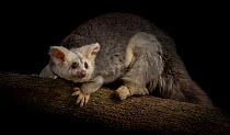 Portrait of a female Greater glider (Petauroides volans) 'Grevillea' on a branch.  Named Grevillea, she was found as baby when trees were cut down in Condamine as part of a mining operatio...