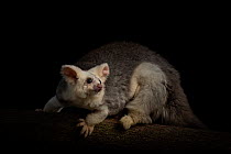 Portrait of a female Greater glider (Petauroides volans) 'Grevillea' on a branch. Captive animal reared from baby, this glider was rescued when trees were cut down in mining operation. Now l...