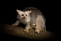 Portrait of a female Greater glider (Petauroides volans) 'Grevillea' on a branch. Captive animal reared from baby, this glider was rescued when trees were cut down in mining operation. Now l...