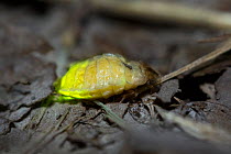 Glowworm (Lamprohiza splendidula) female glowing Bavaria, Germany