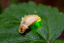 Glowworm ( Lamprohiza splendidula) female glowing, Bavaria, Germany