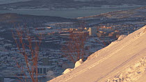 Three Rock ptarmigan (Lagopus muta) feeding in winter plumage, city of Tromso in the background, northern Norway, March 2019.