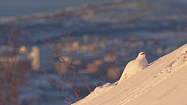 Rock ptarmigan (Lagopus muta) feeding in winter plumage, city of Tromso in the background, northern Norway, March 2019.