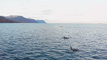 Pod of Killer whales (Orcinus orca) at the surface, northern Norway, November.