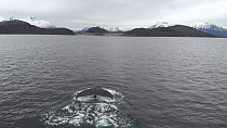Aerial shot of two Humback whales (Megaptera novaeangliae) diving, northern Norway, November.