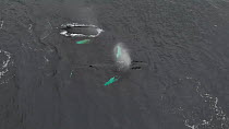 Aerial shot of two Humback whales (Megaptera novaeangliae) surfacing, northern Norway, November.