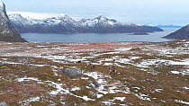 Reindeer (Rangifer tarandus), Kvaloya island, Tromso, Norway, November.