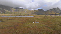 Tracking shot of a Whooper swan (Cygnus cygnus) family walking, Lofoten, northern Norway, August.
