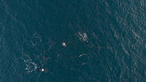 Pod of Killer whales (Orcinus orca) at the surface, northern Norway, January 2019
