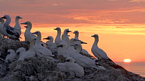 Northern gannet (Morus bassanus) colony, chick climbing back into nest, with the midnight sun, Norway, July