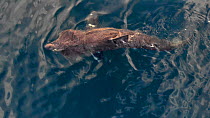 Basking shark (Cetorhinus maximus) feeding, Norway, August.
