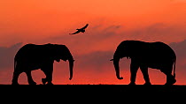 African elephant (Loxodonta africana) two silhouetted at sunset with goose flying overhead, Mkuze, South Africa. Highly commended in the African Wildlife category of the Nature&#39;s Best Photography...