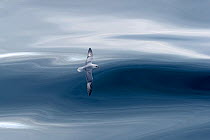 Northern fulmar (Fulmarus glacialis) in flight with waves, Arctic Sea. Commended in the Biophoto Competition 2019.