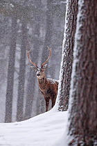 Red deer (Cervus elaphus) stag in snowy pine forest. Cairngorms National Park, Highlands, Scotland, UK, March. Highly commended in the Wild Woods Category of the BWPA Awards 2019.