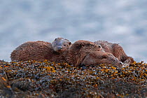 Otter (Lutra lutra) family at rest on seaweed covered rock, taken in the Inner Hebrides, Scotland, UK, November. Highly commended in BWPA Competition 2019.