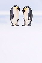Emperor penguin (Aptenodytes forsteri) two adults brooding chicks age 5 weeks, Antarctica. Highly commended in the Polar Passion Category of the Nature&#39;s Best Photography Awards 2019.