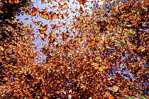 Monarch butterfly (Danaus plexippus) wintering in Oyamel pine forests (Abies religiosa) Monarch Butterfly Biosphere Reserve / Reserva de Biosfera de la Mariposa Monarca UNESCO World Heritage Site,  An...